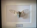 Cigale Blanche Fantôme véritable -Ayuthia spectabile- Cadre, Collections, Insecte, Animal empaillé, Enlèvement ou Envoi, Neuf