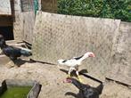 Jong shamo haantje, Dieren en Toebehoren, Pluimvee