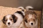 Boomer pups, Taille moyenne, Plusieurs, Parvovirose, Belgique