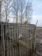 Canard de Moscovie, Enlèvement