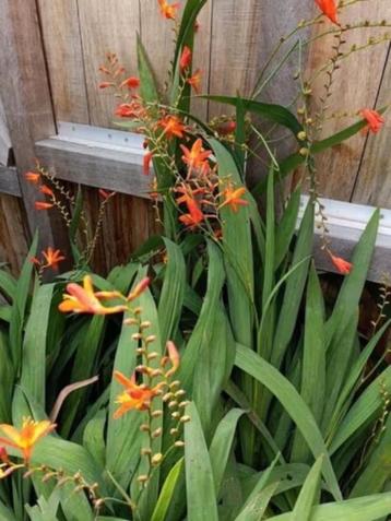1 grote pot  oranje crocosmia  beschikbaar voor biedingen