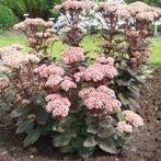 Sedum Matrona, Tuin en Terras, Planten | Tuinplanten, Ophalen, Halfschaduw