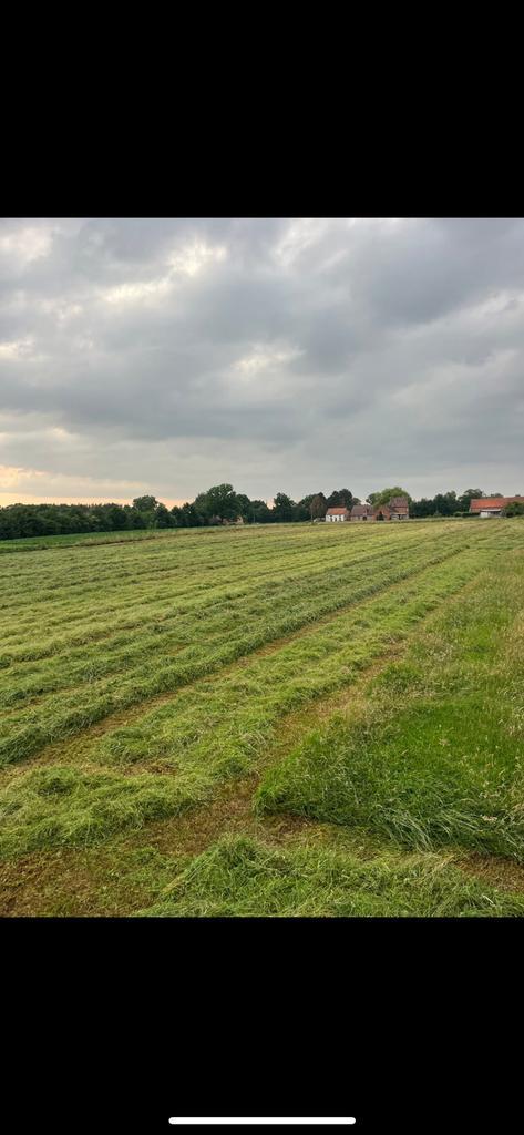 Hooi, Dieren en Toebehoren, Dierenvoeding, Ophalen of Verzenden