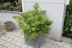 Wintervaste plant, Tuin en Terras, Planten | Tuinplanten, Volle zon, Vaste plant, Lente, Ophalen