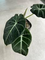 Alocasia babies, Enlèvement ou Envoi