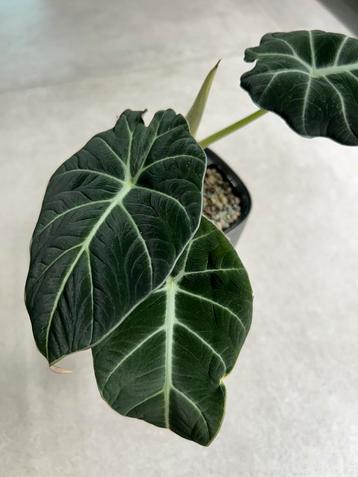 Alocasia babies disponible aux enchères