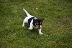 Jack russel pups, CDV (hondenziekte), Meerdere, 8 tot 15 weken, Meerdere dieren