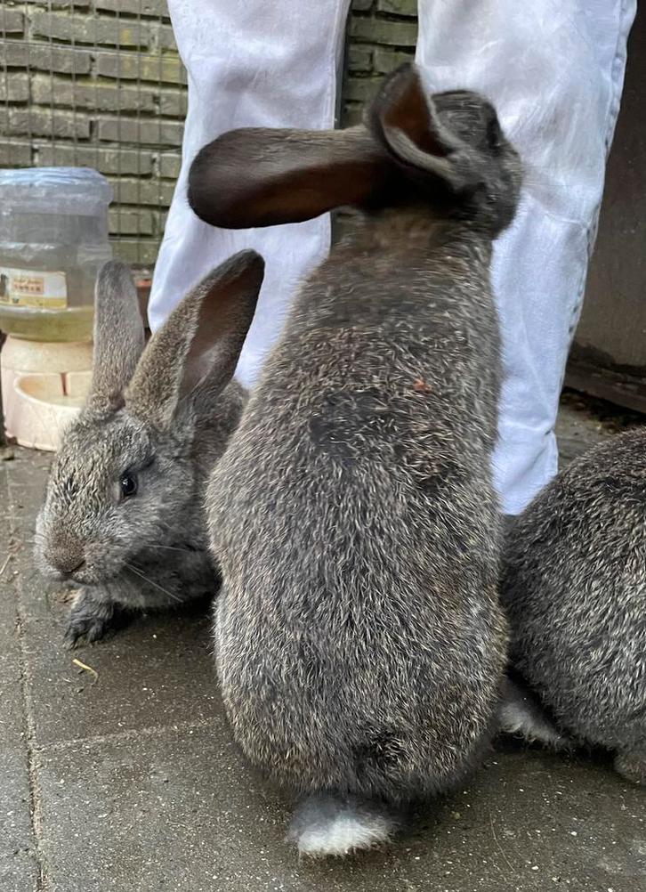 Tamme Vlaamse reusjes, Dieren en Toebehoren, Konijnen, Groot, Mannelijk, 0 tot 2 jaar