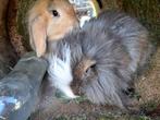2 konijnen opzoek naar een gouden huisje, Dieren en Toebehoren, Konijnen, Meerdere dieren, 0 tot 2 jaar, Middelgroot