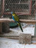 Turquoisineparkiet