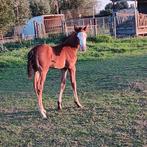 sorrel solid paint merrie en veulen APHA, Dieren en Toebehoren, Paarden, Merrie, Minder dan 160 cm, 3 tot 6 jaar, Onbeleerd