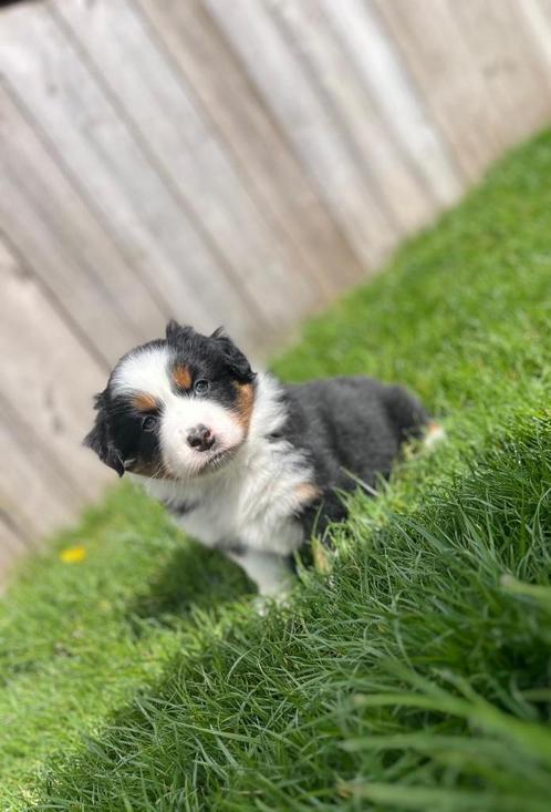Prachtige Australische herder pup ( aussie), Dieren en Toebehoren, Honden | Herdershonden en Veedrijvers, Teef, Herder, Fokker | Professioneel