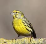 europese kanarie cini, Dieren en Toebehoren, Mannelijk, Wildzangvogel, Geringd