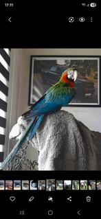 Super mooie harlekijn ara., Animaux & Accessoires, Oiseaux | Perruches & Perroquets