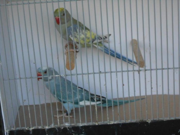 koppels halsbanden rec bont 2025, Dieren en Toebehoren, Vogels | Parkieten en Papegaaien, Parkiet, Meerdere dieren, Geringd