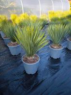 Yucca rostrata, Tuin en Terras, Volle zon, Vaste plant, Zomer, Ophalen