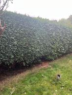 Haagplanten -plantes de haie- Willebroek, Tuin en Terras, Ophalen, Laurier, Haag