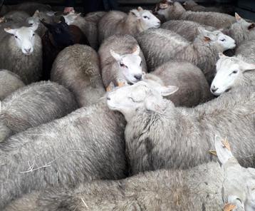 AANKOOP VAN SCHAPEN EN GEITEN, Mouton