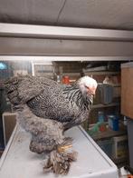 Zilverpatrijs  hennen, Dieren en Toebehoren, Pluimvee