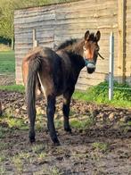 Muildier ruin, Non dressé, Vermifugé, Poney d'attelage, 3 à 6 ans