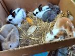 dwerg konijntjes, Dieren en Toebehoren, Konijnen, Dwerg