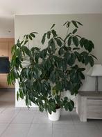 Plant Schefflera, Groene kamerplant, Ophalen, Overige soorten, 200 cm of meer
