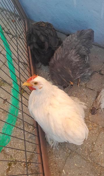 Coq pékin bantam 2025, Mâle, Poule ou poulet