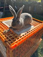 Jonge raszuivere voedster Blauw Van Sint-Niklaas, Dieren en Toebehoren, Konijnen, Vrouwelijk, Groot, 0 tot 2 jaar