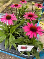 Echinacea purpurea ‘SunSeekers Rosy’ Potmaat 17, Ophalen, Zomer, Vaste plant, Volle zon