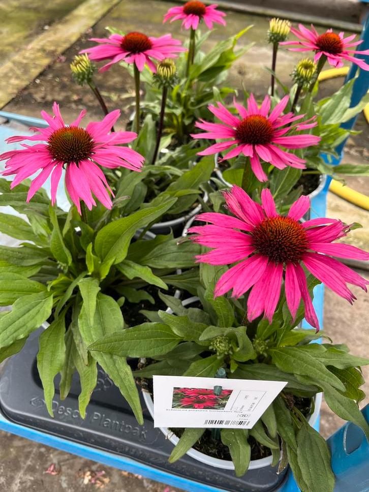 Echinacea purpurea ‘SunSeekers Rosy’ Potmaat 17, Tuin en Terras, Planten | Tuinplanten, Vaste plant, Volle zon, Zomer, Ophalen