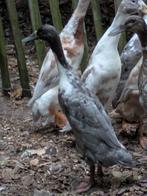 Indische loopeendjes, Dieren en Toebehoren