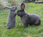 Vlaamse reus blauw raszuiver konijn groot, Meerdere dieren, Groot, 0 tot 2 jaar