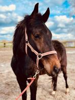 superlief recreatiepaardje, Dieren en Toebehoren, Recreatiepaard, Onbeleerd, Gechipt, Ruin