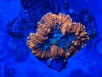 Rhodactus koraal "Forest fire", Dieren en Toebehoren, Vissen | Aquariumvissen, Overige typen, Zoutwatervis