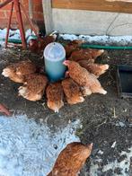 10kippen te koop 7€ per kip, Dieren en Toebehoren, Kip