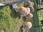 Schapen bokken, Dieren en Toebehoren, Schapen, Geiten en Varkens, Mannelijk, Schaap, 0 tot 2 jaar