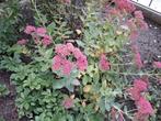 Sedum, Ophalen