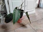 Philodendron imperial green, Huis en Inrichting, Ophalen