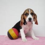 Beagle pups te koop (belgisch), CDV (hondenziekte), Meerdere, 8 tot 15 weken, Meerdere dieren