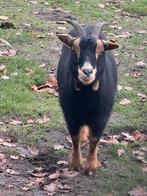 2 geitjes te koop, Dieren en Toebehoren, Vrouwelijk, Geit, 0 tot 2 jaar