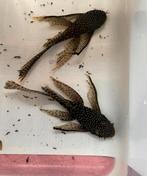Longfin ancistrus mannen 25euro per stuk, Dieren en Toebehoren, Vissen | Aquariumvissen, Vis, Zoetwatervis, Schoolvis