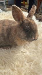 Super leuke konijntjes, Dieren en Toebehoren