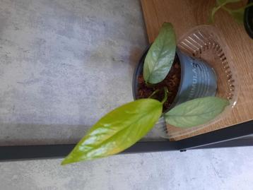 Epipremnum cebu blue stek beschikbaar voor biedingen
