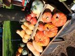 Biologische Pompoenen,Butternuts, Courgette en Sierfruit, Tuin en Terras, Planten | Tuinplanten, Ophalen