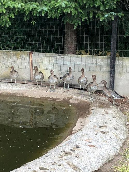 Manenganzen, Dieren en Toebehoren, Pluimvee, Gans of Zwaan, Meerdere dieren
