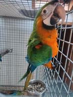 Catalina ara, Femelle, Perroquet, Domestique