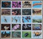 57 oude fotoprenten: Faunaflor Congo (reeks 2), Verzamelen, Foto's en Prenten, Gebruikt, Ophalen of Verzenden, Natuur, Prent