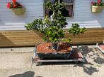 Bonsai 2 st ficus, Tuin en Terras, Ophalen, In pot, Overige soorten, Minder dan 100 cm