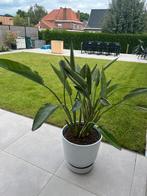 Strelitzia reginae paradijsvogelbloem, Tuin en Terras, Ophalen