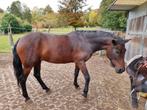 8-jarige New Forest D Pony met springpotentieel - projectje, Dieren en Toebehoren, Paarden, Merrie